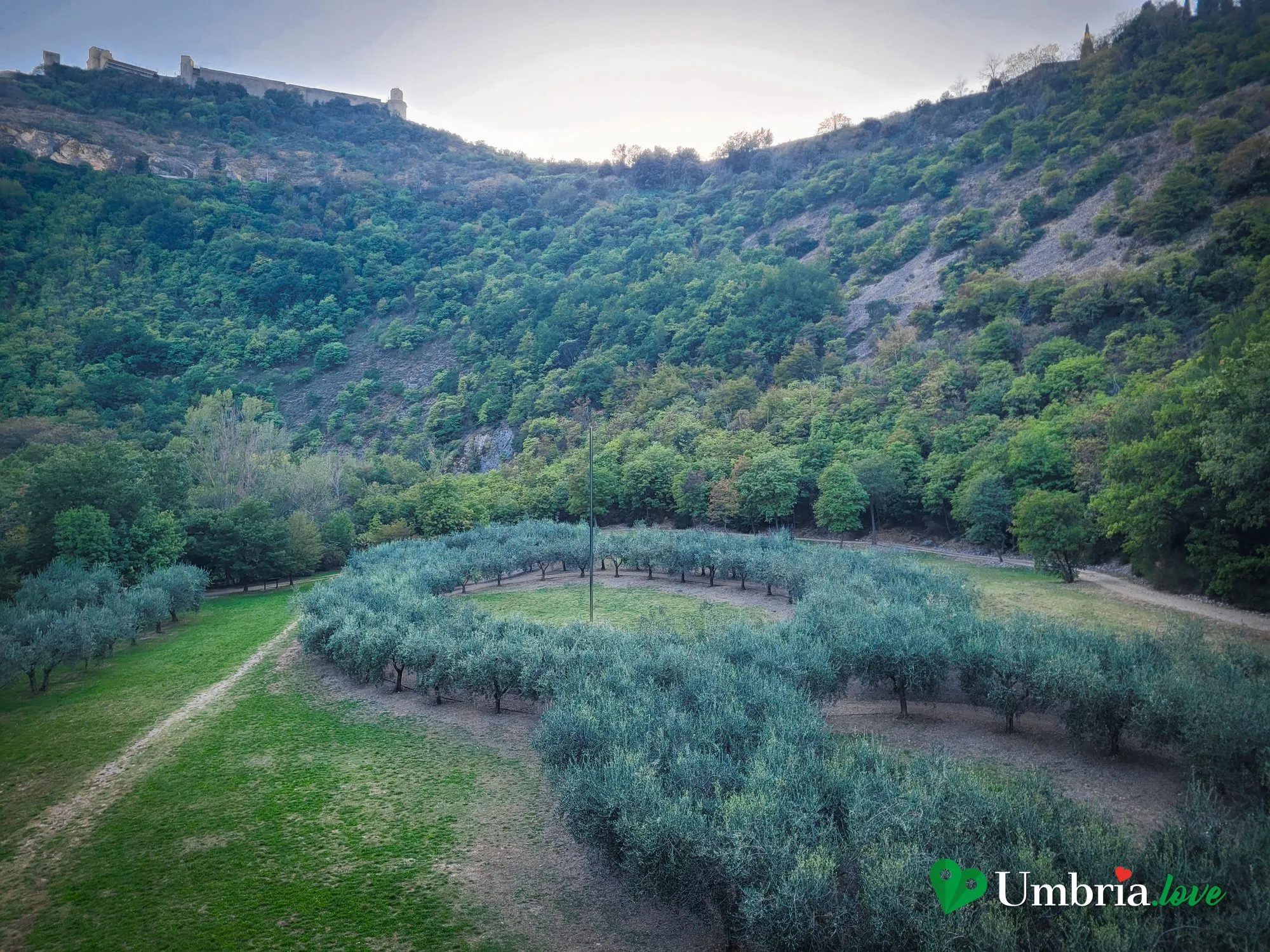 Il Terzo Paradiso di Michelangelo Pistoletto nel Bosco di San Francesco ad Assisi: i filari di ulivi che disegnano tre cerchi sul prato